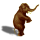 Elephant standing up